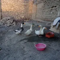 ۳عدد اردک به فروش میرسد