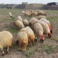 میش بره سنجابی. کوردی. میش بدون بره