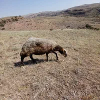 گوسفند