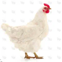 کارگر متاهل مرغداری گوشتی