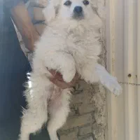 پاپی سفید|سگ|فولادشهر, B2|دیوار