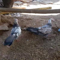 کفتر|پرنده|بزینه رود, |دیوار