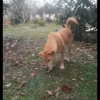 سگ کوردی عراقی