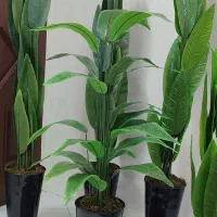 درختچه پرنده بهشتی
