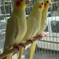 معاوضه عروس هلندی