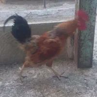 خروس بومی گلپایگانی