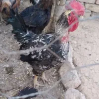 خروس محلی
