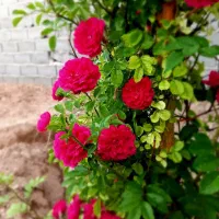باغ و باغچه/چهاردیواری/کنتور برق،اب،دنج