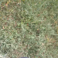 علف گوسفندی