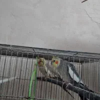 عروس هلندی مولد