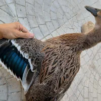 جوجه مرغ برهما بومی مالارد