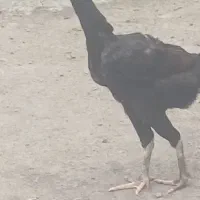 مرغ و خروس لاری