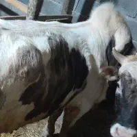 گاو نر اصیل چالوسی اهلی