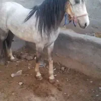خرید فروش اسب پالونی بارکش