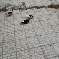 کفتر|پرنده|الوند, |دیوار