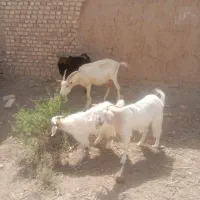بز شیری