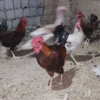 خروس جوان
