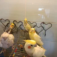 عروس هلندی