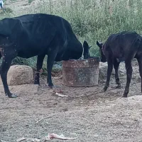 گاو رسمی با گوساله نر