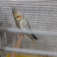 عروس هلندی
