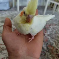 طوطی