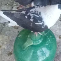 کفتر