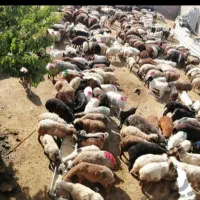فروش بره و انواع گوسفند برای عید قربان