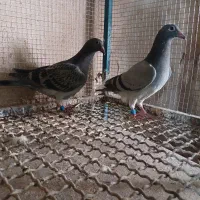 جوجه مسافتی