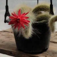 گل های خانگی