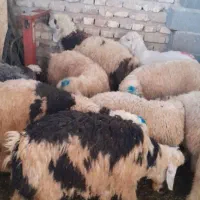 بره نر یک دست