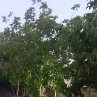 فروش عمده گردو و بادام