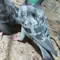 جوانه نر