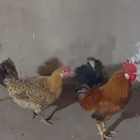 مرغ