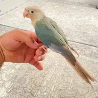 گرینچیک پاین اَپل فول رام دستی