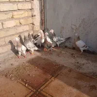 ۱۰ عدد هفترنگ خطی نر و ماده حراج