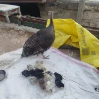 بوقلمون