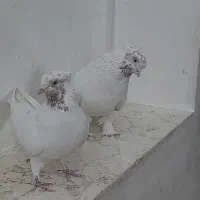 کبوتر