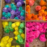 پخش انواع جوجه یکروزه و رنگی به قیمت عمده