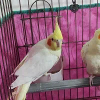 عروس هلندی