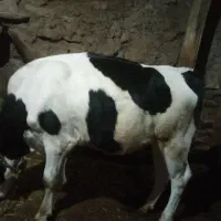 گاو