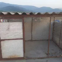 قفس کبوتر یا مرغ و خروس