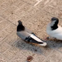 کبوتر یا کفتر