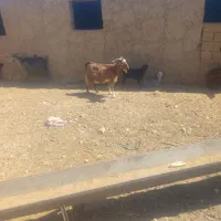 معاوضه بز کهره دار و آبستن و داشتی با گوسفند کشتی