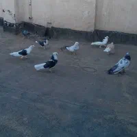 کبوتر پرشی