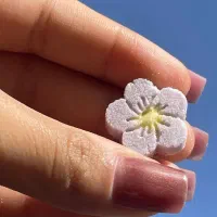 قند و نبات شهدین