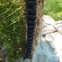 نهال کرفس ،