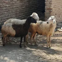 میش|حیوانات مزرعه|جهرم, |دیوار