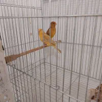 جوجه ماده