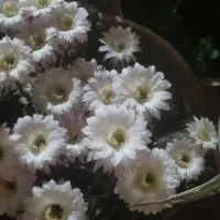 گل کاکتوس
