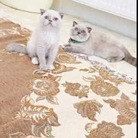 گربه اسکاتیش اورجینال توله خرسی